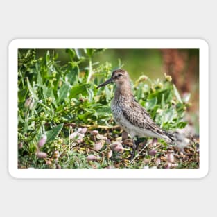 Dunlin wading bird on the shore Sticker